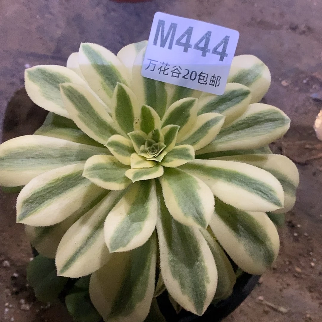 444辛尼亚多肉植物