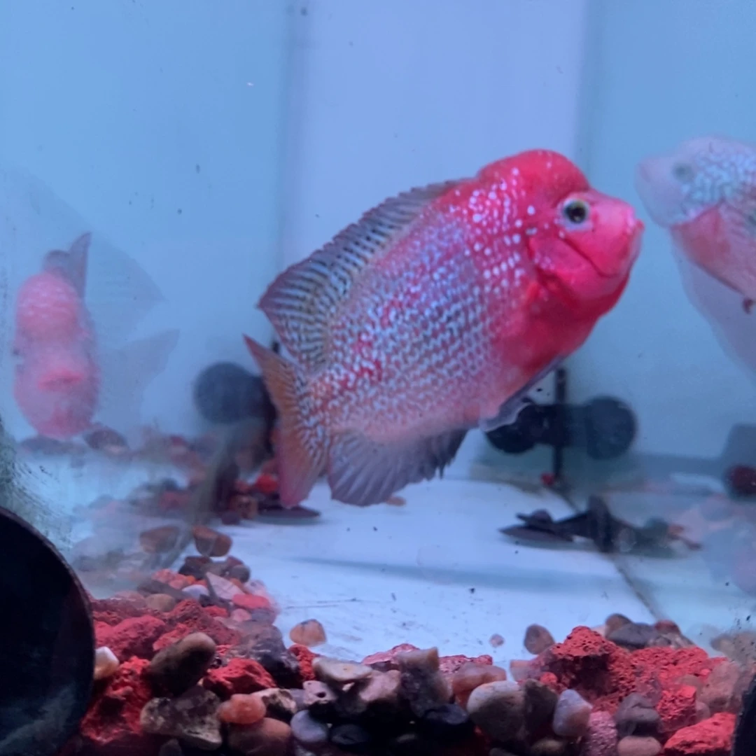 罗汉鱼古典罗汉鱼观赏鱼