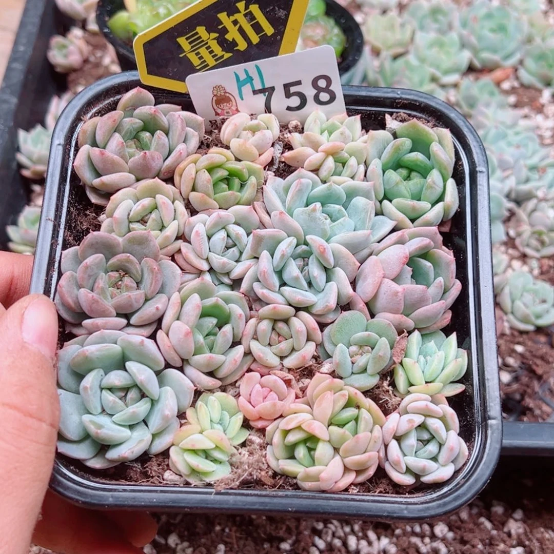 多肉植物多肉植物