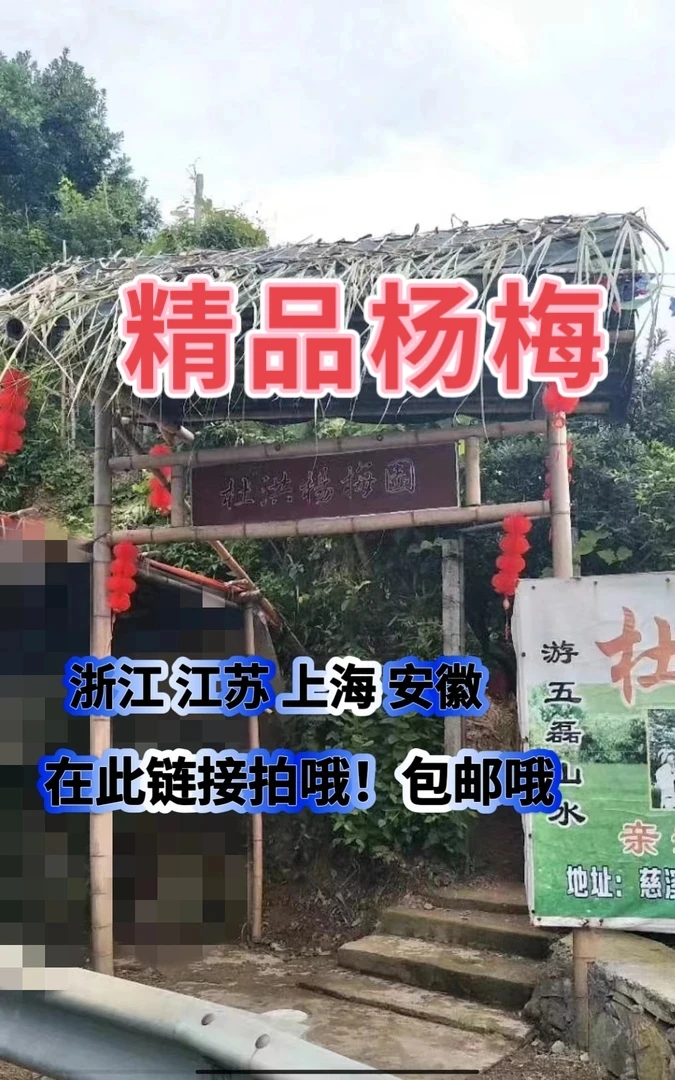 正宗慈溪高山精品杨梅新鲜现摘现发荸荠种水果孕妇顺丰精品