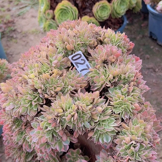 请***姐多肉植物一个女神