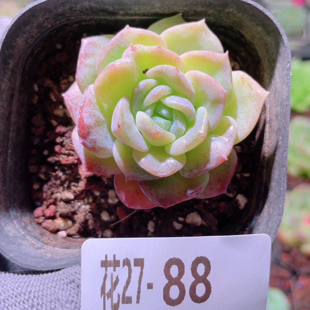 花利美27-88纯爱