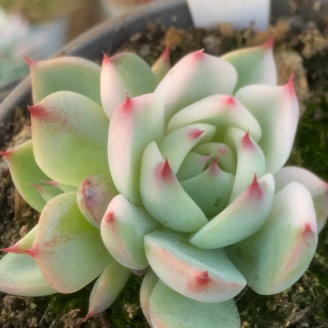 581吉娃娃锦锦锦锦锦锦