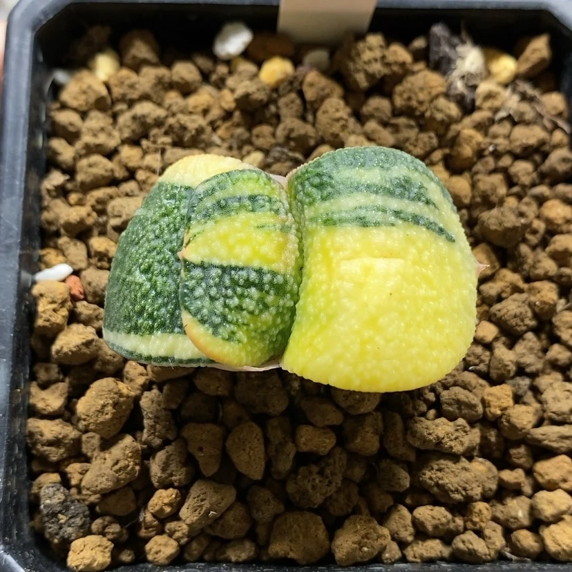 【闪购商品】28卧牛锦