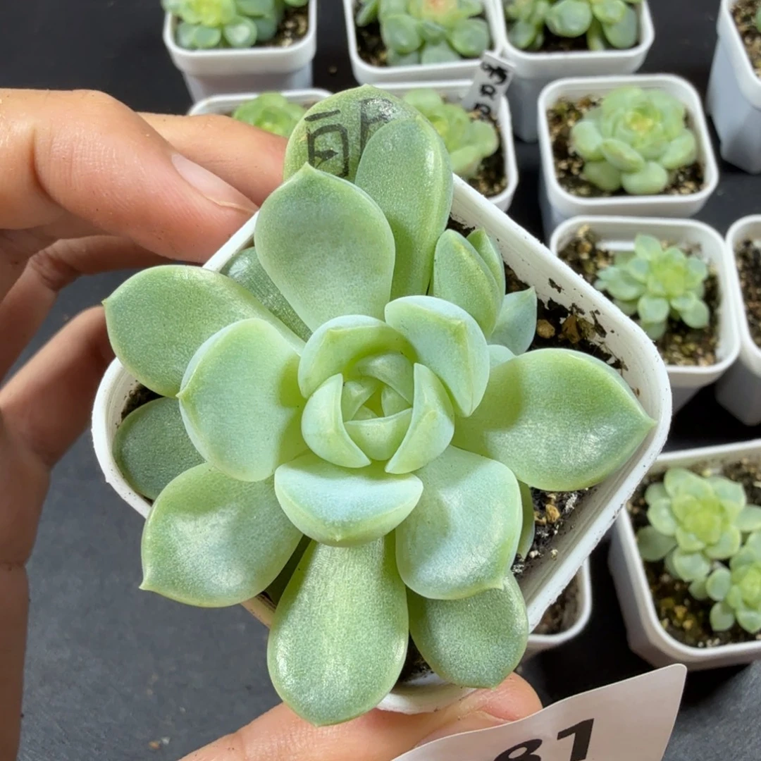 白昼双头一物一拍081