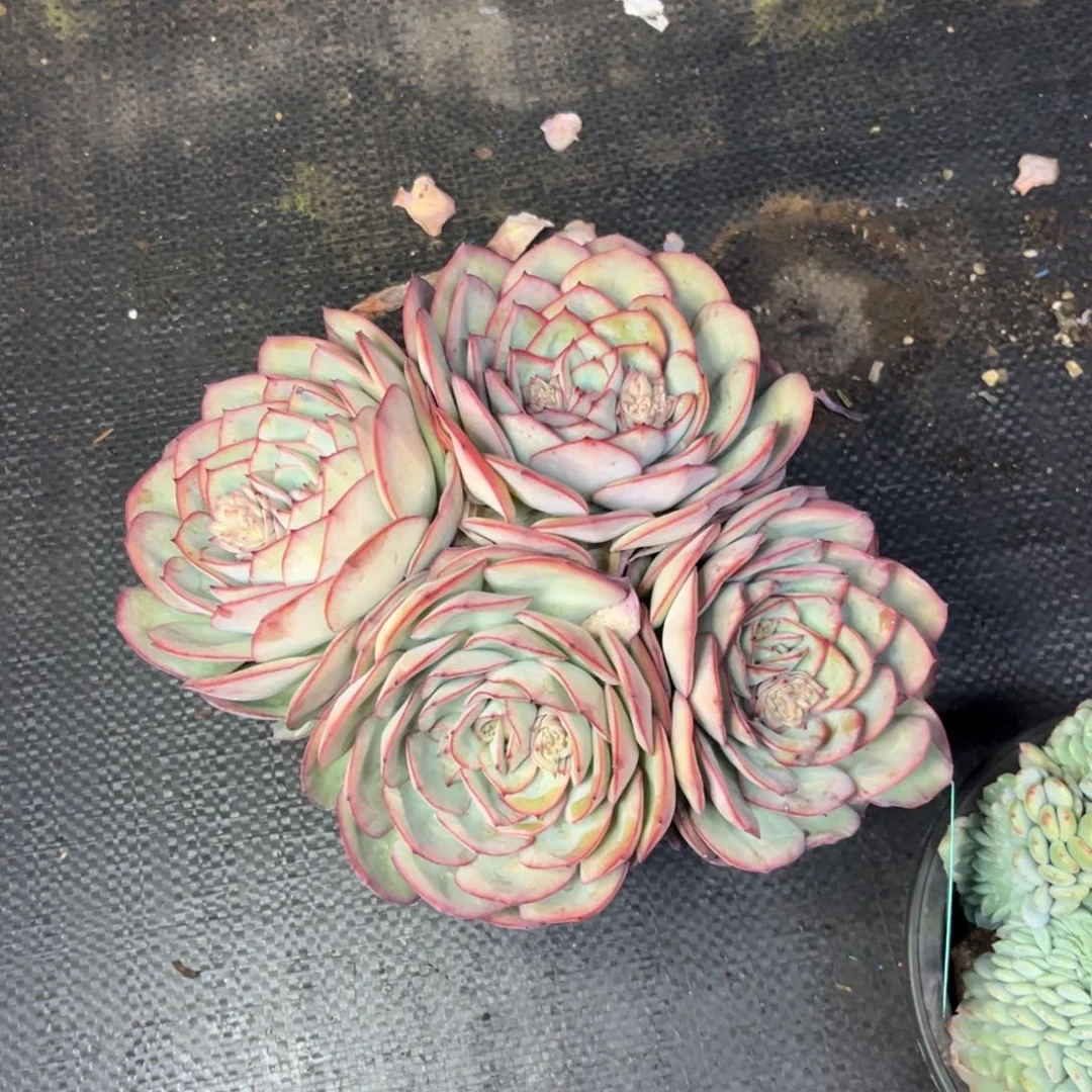 小雨多肉热情血液