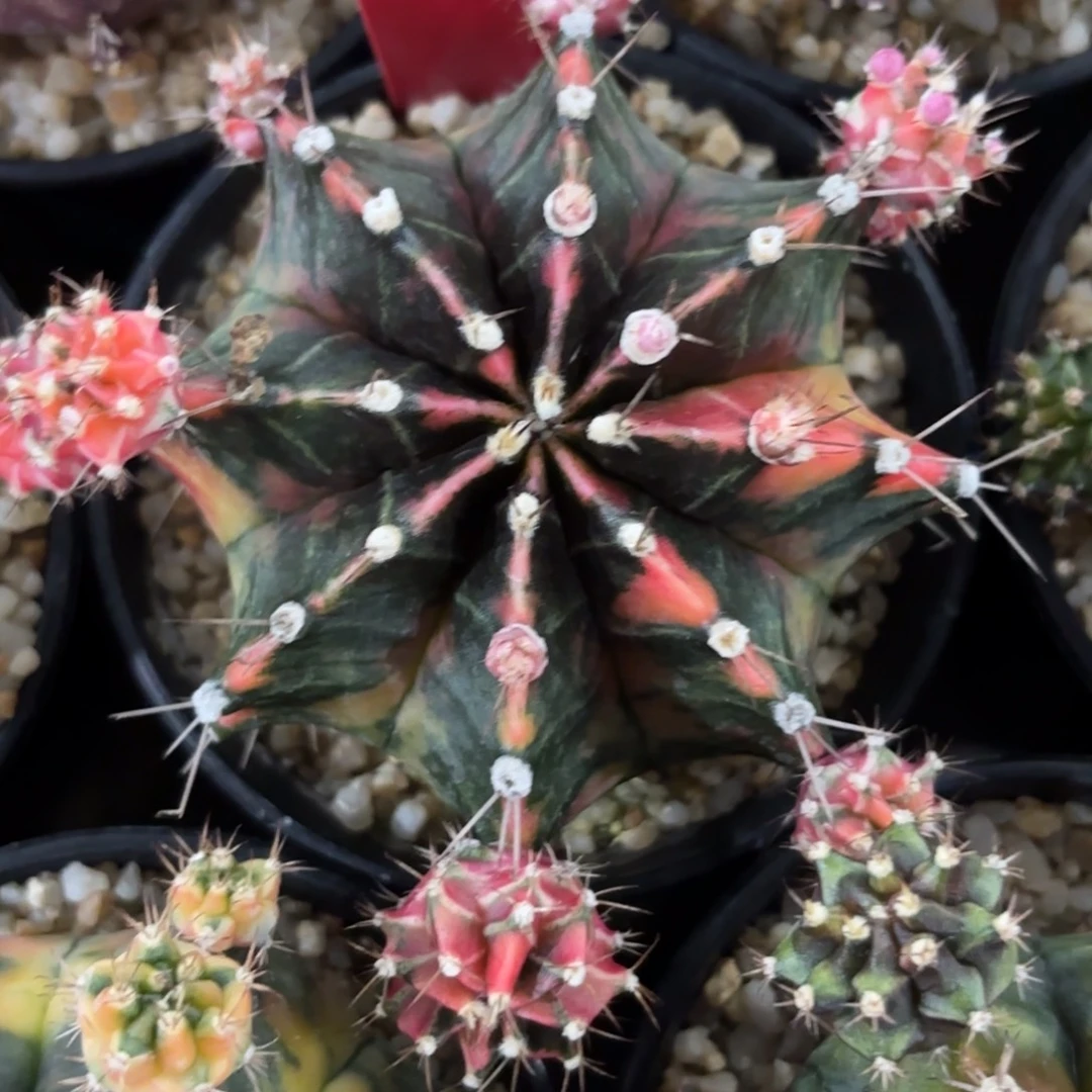 126-1210泰国发货多肉