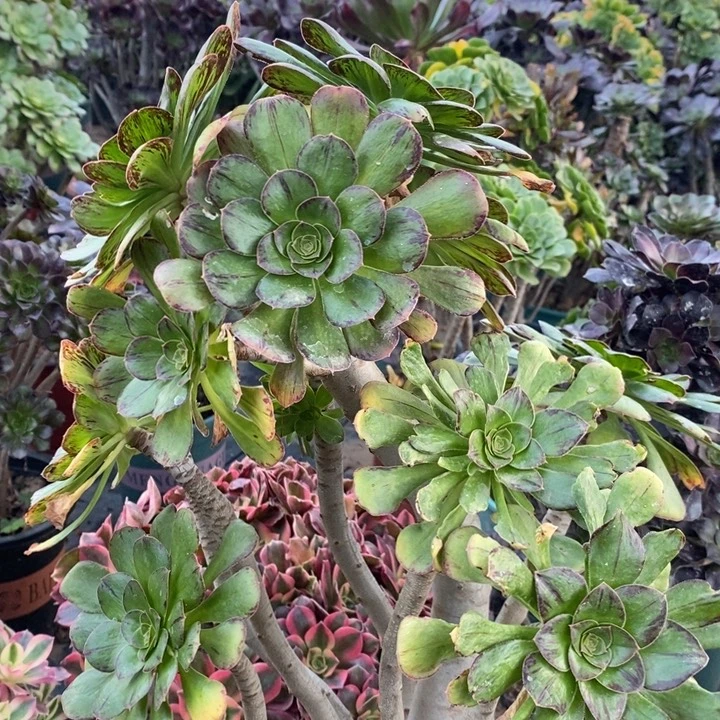 乄***夵ｖ锦多肉植物36。