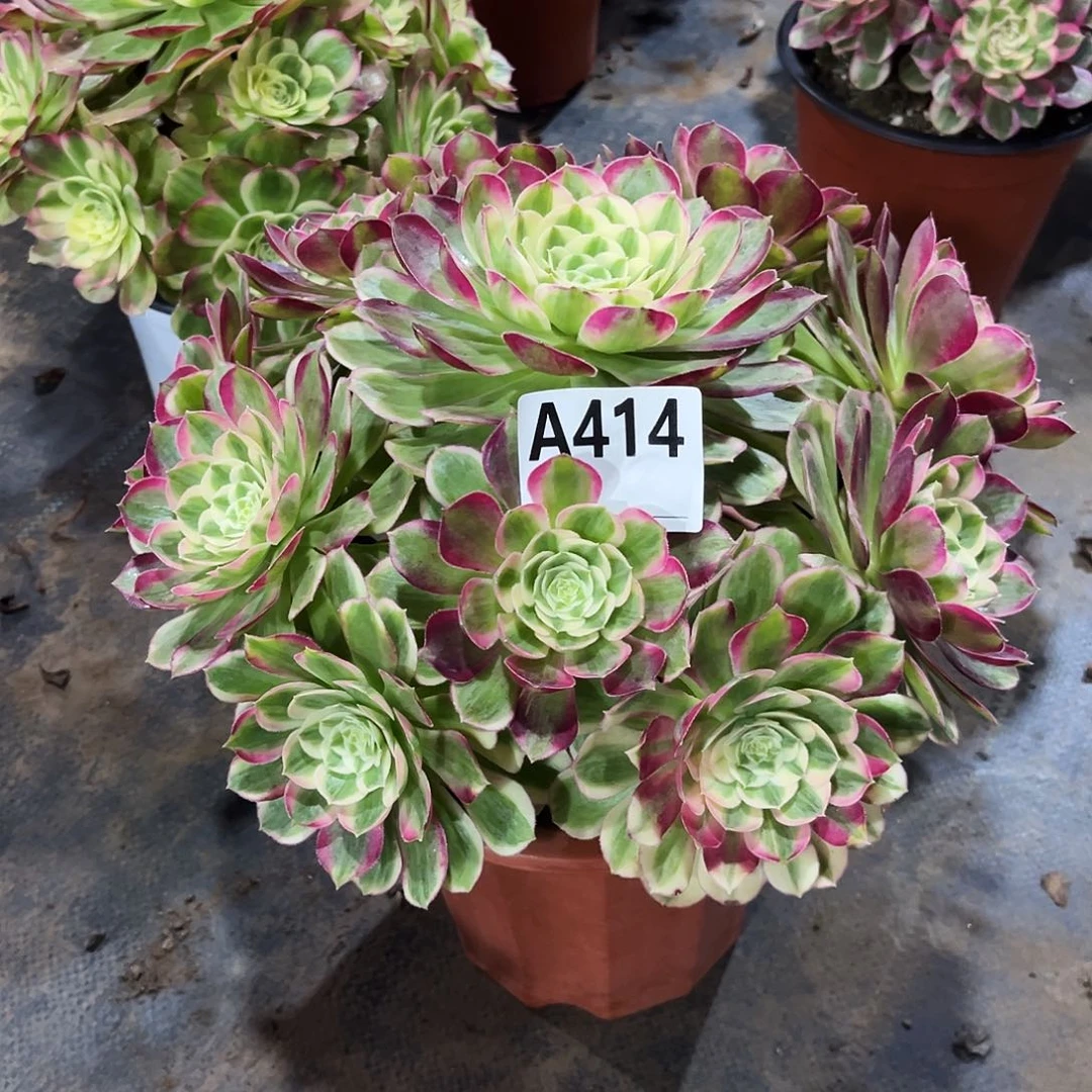 多肉植物孔雀翎414多肉