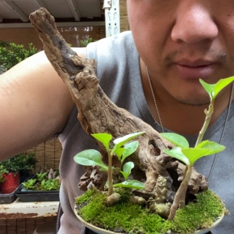 红陶金****艺一物一拍所见即所得91