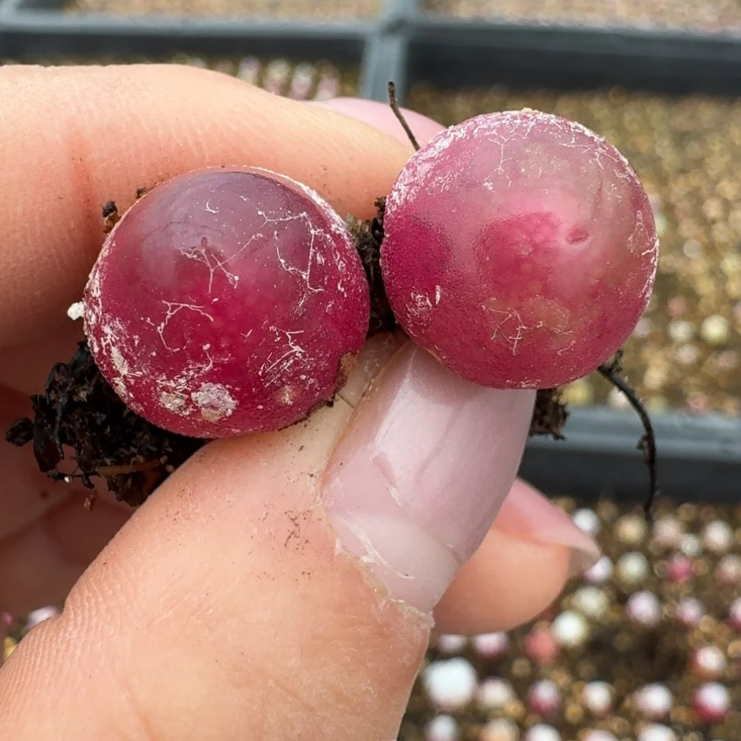 79两颗灯灯尺寸1.3左右