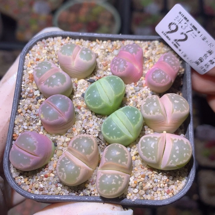 精品生石花37.92