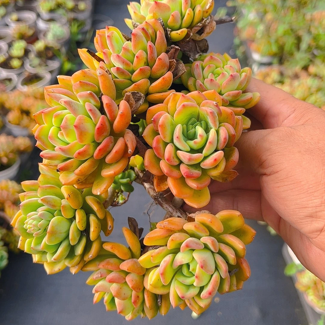 精品多肉芬达八个