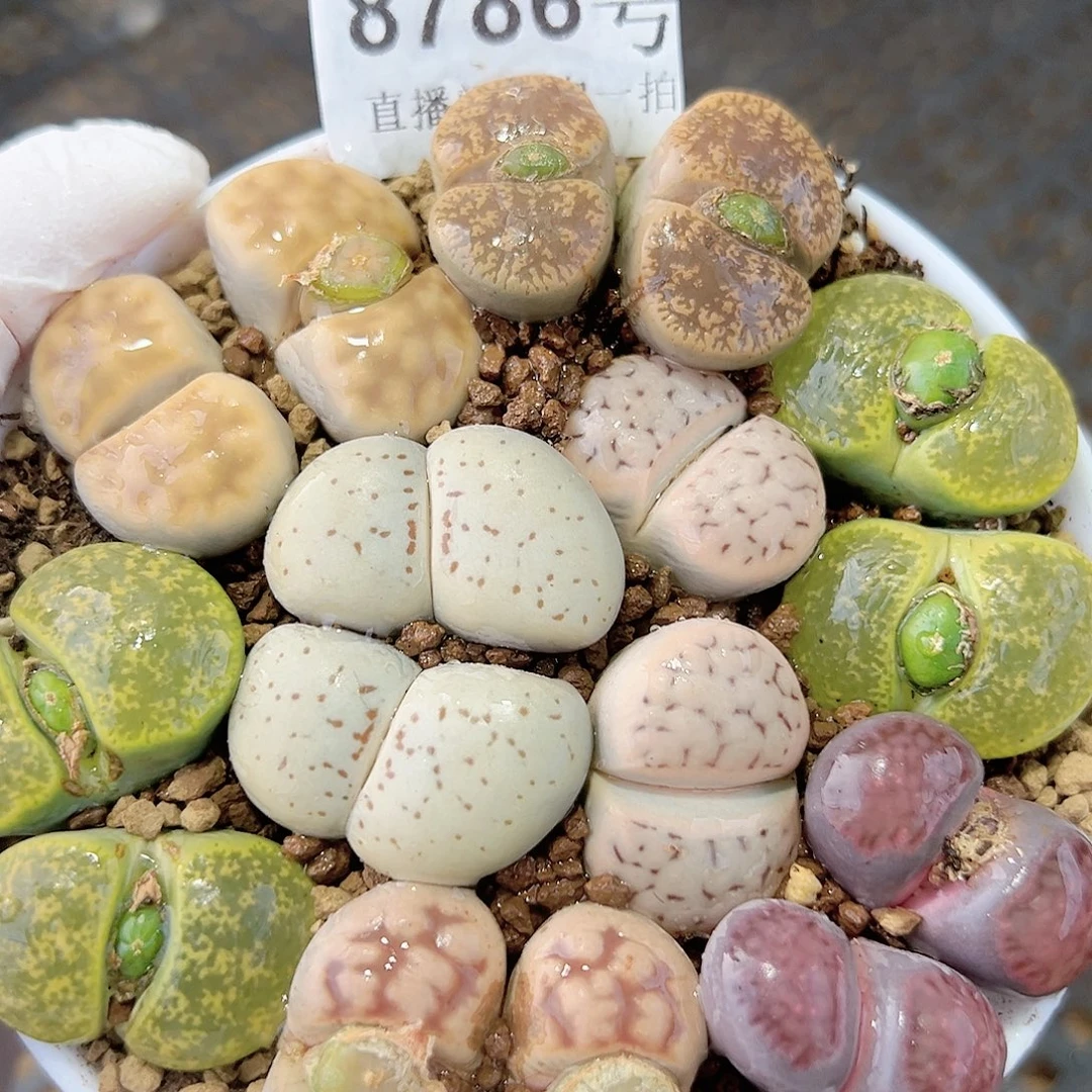 8786 好养易活生石花大母本9cm盆