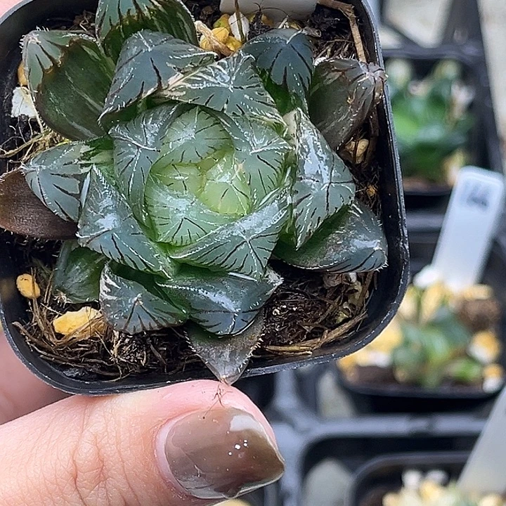 168特大蓝镜玉露锦头家多肉十二卷