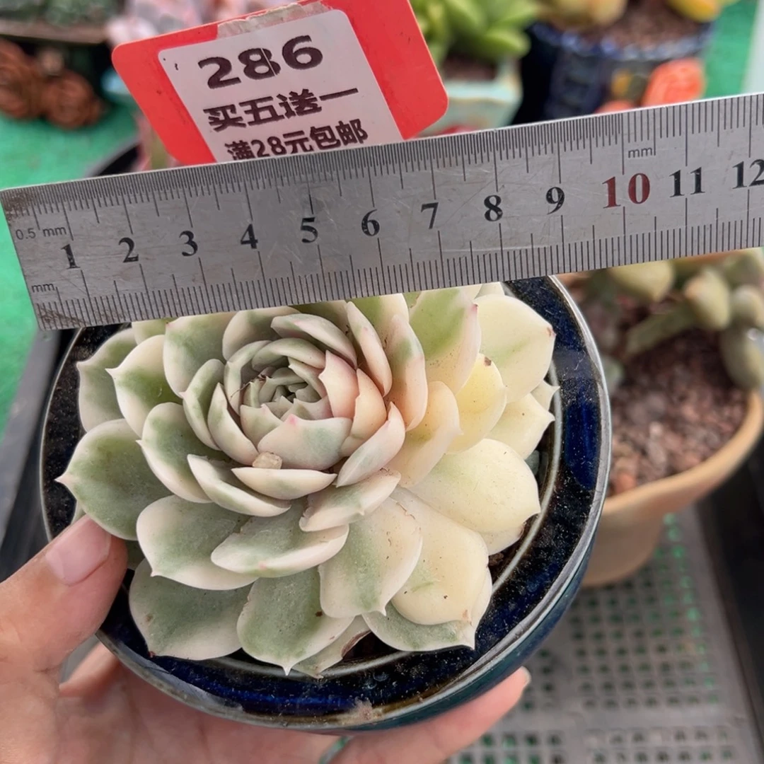 表妹精品多肉植物286.