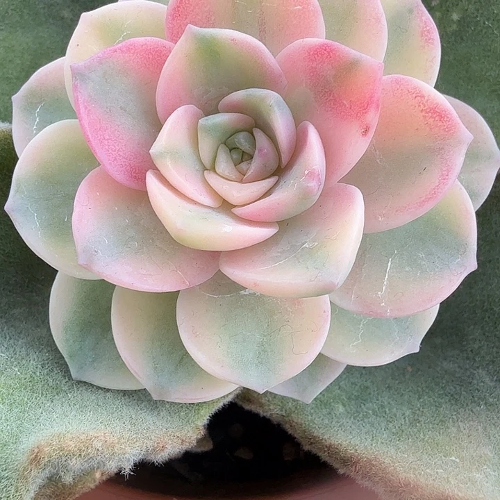 安娜锦多肉锦植物