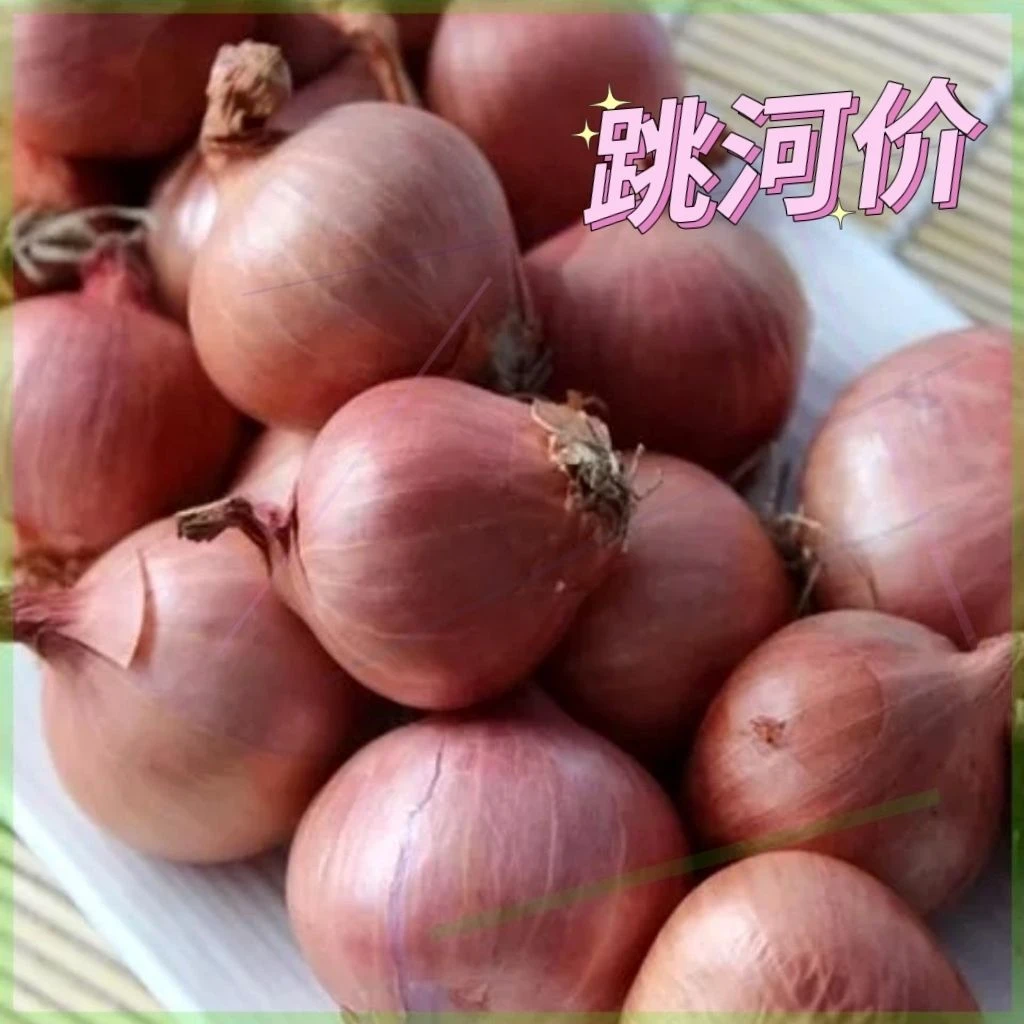 东北毛葱农家小毛葱圆葱鬼子葱小洋葱新鲜上市 手工精选优质