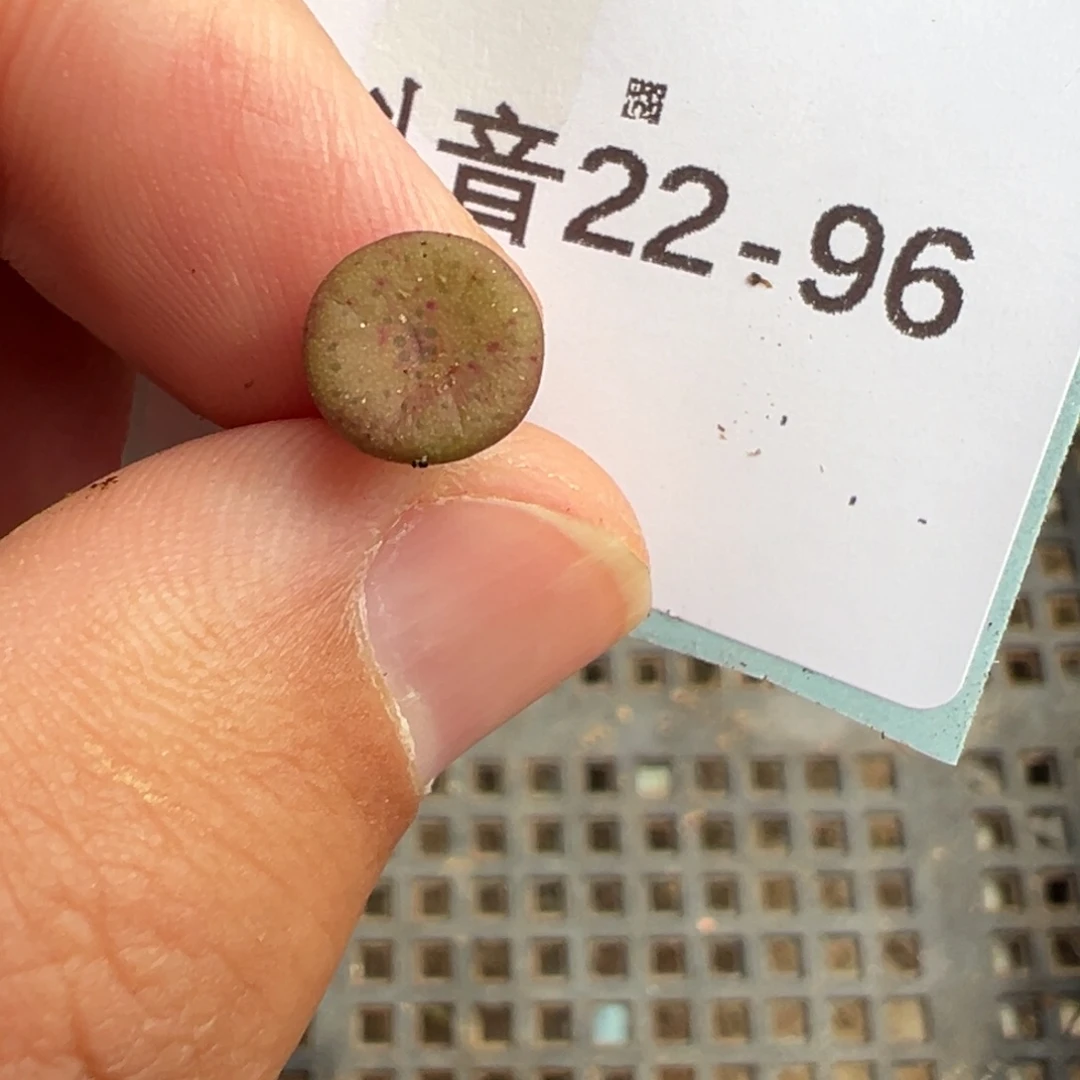 22-96量拍金币纽扣一颗