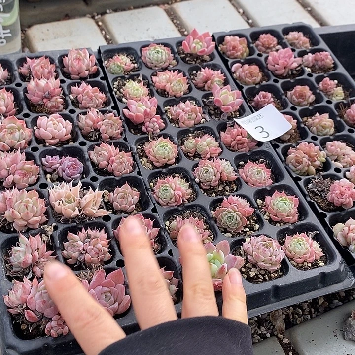 3 多肉植物盆栽花卉