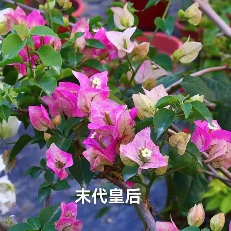 彩色三角梅种苗盆栽庭院花卉（四季开花勤花品种）种苗带花发货