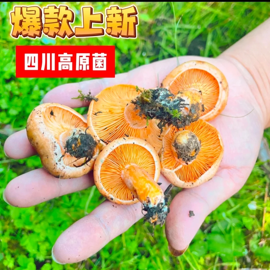四川枞菌新鲜野生菌高原菌黄菌蘑菇寒菌松树菌重阳菌雁鹅菌子现货