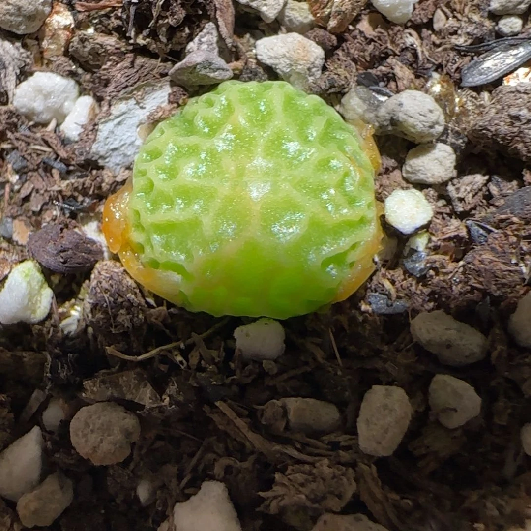 肉锥多肉植物百科2-超烧1671