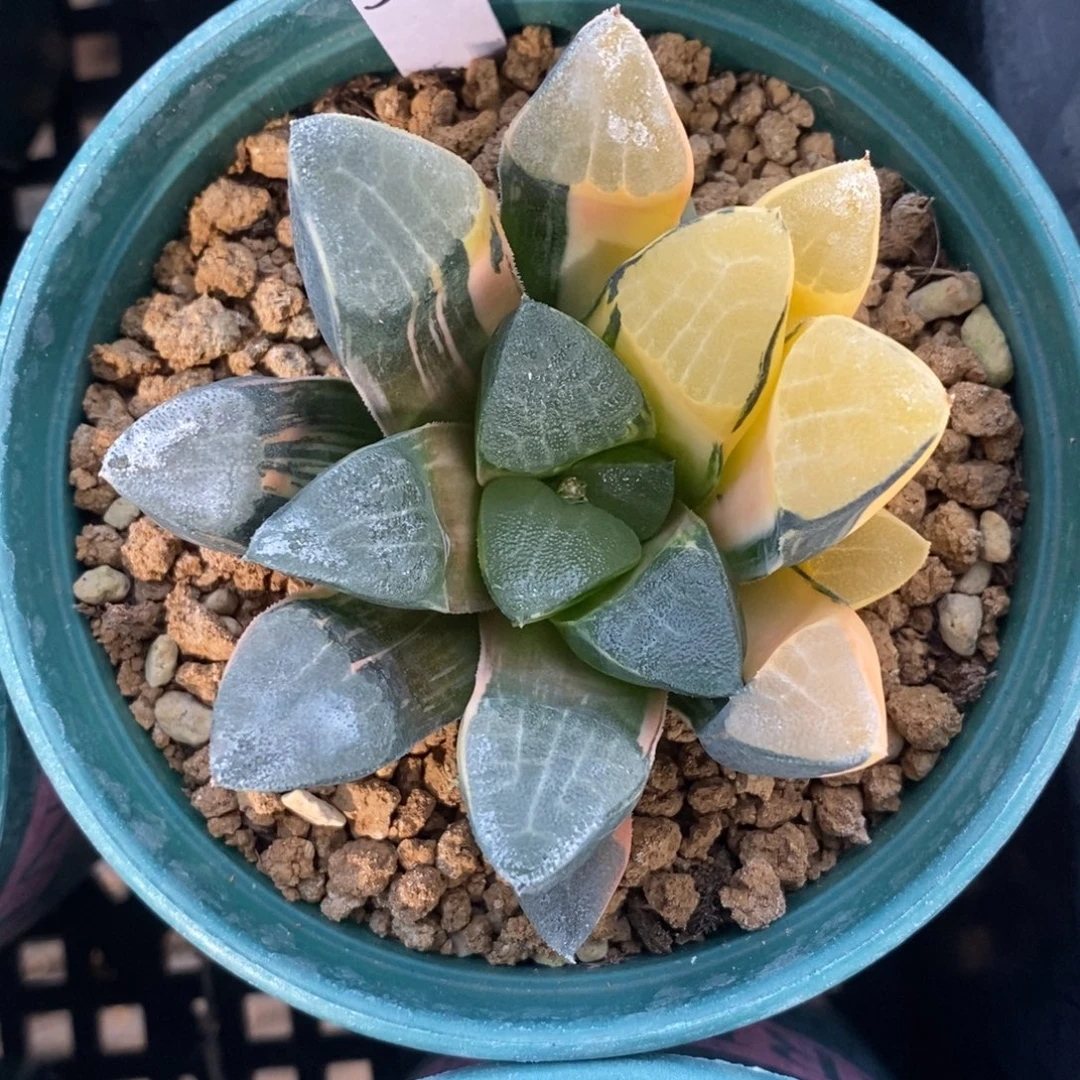 一颗实生大克锦。