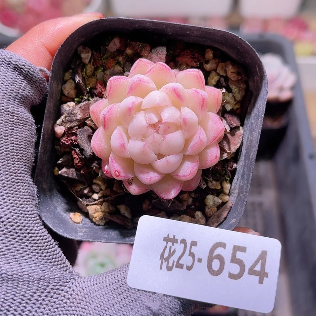 花25-654女王单头