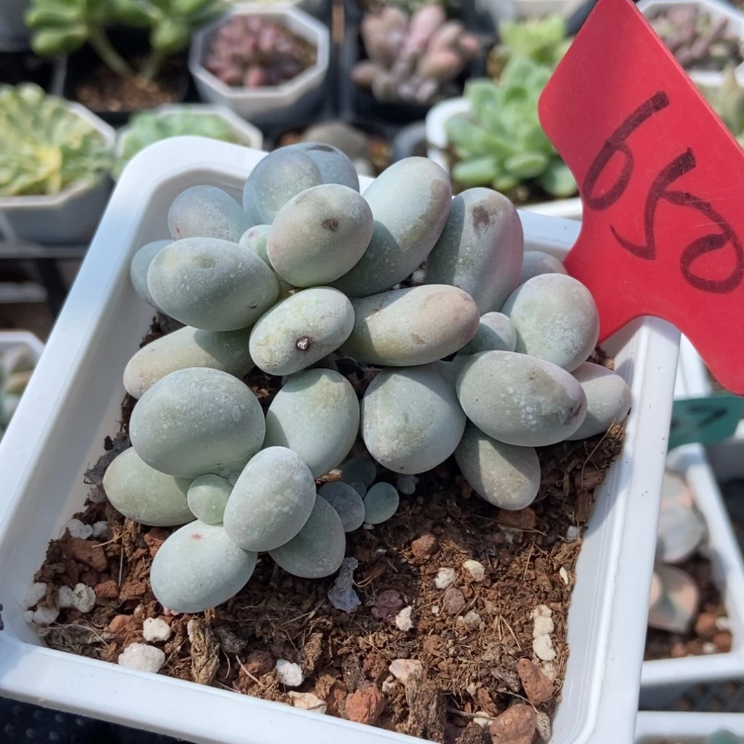 650烟美人多肉植物保护