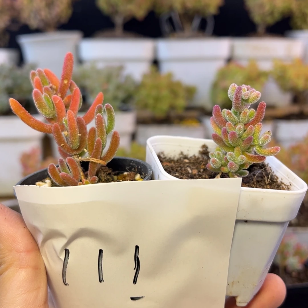 琉璃冰晶福利111➕小惊喜