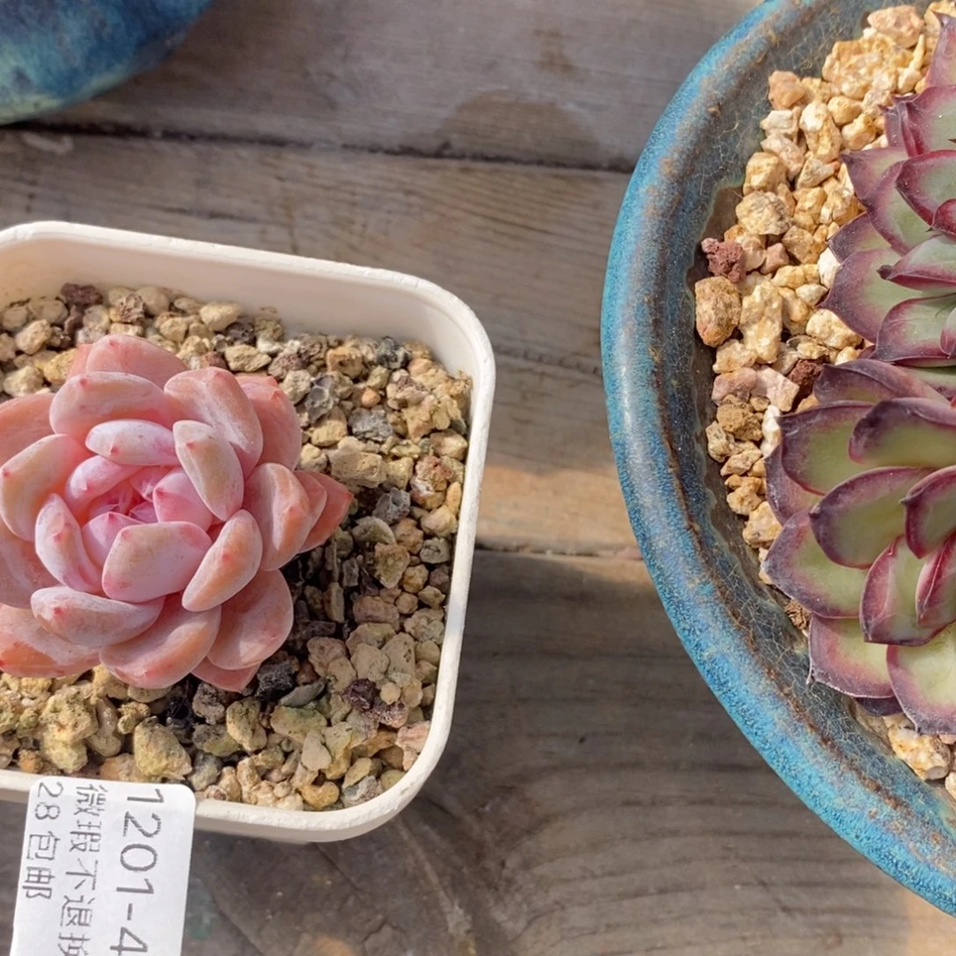 ****芙41号多肉植物小宝贝