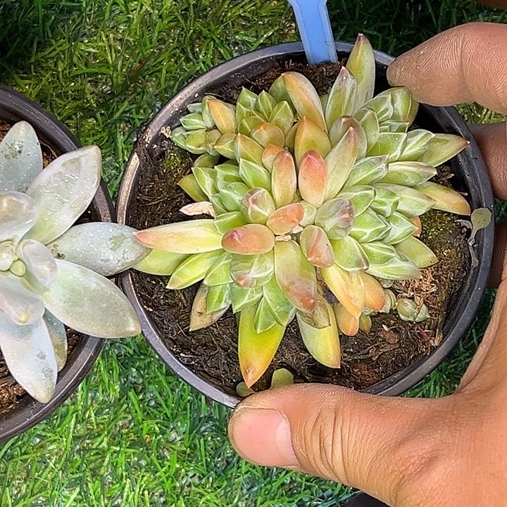 多肉植物彩翼美人053