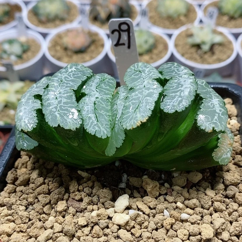 【闪购商品】29虞姬玉扇