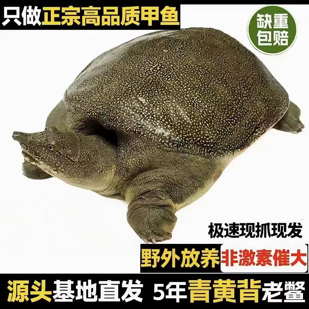今日特价（两只装共3.5斤公鱼）黄背一黄底一黄油一只卖外塘甲鱼