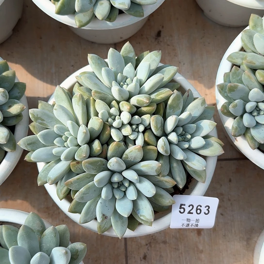 韩***以5263号大叶奶糖。