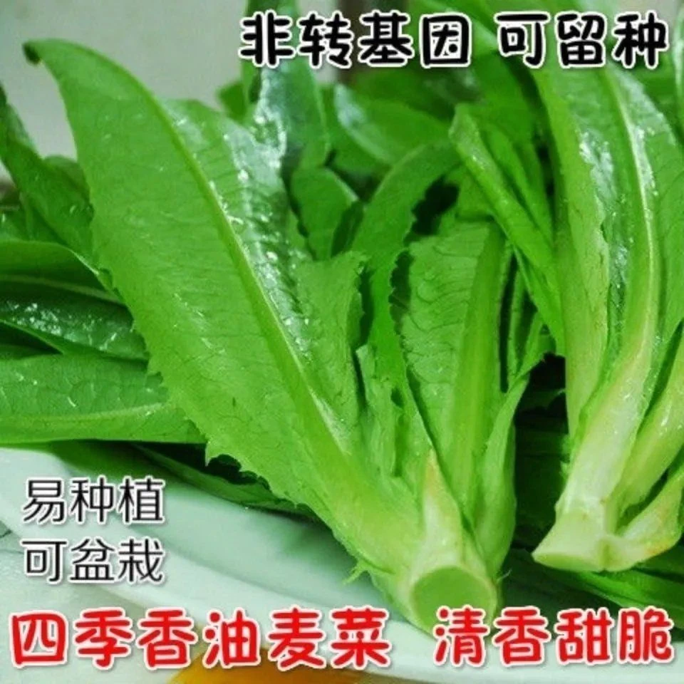 【满5包包邮】绿开丫香油菜种子蔬菜种子四季油香油麦菜菜籽耐热