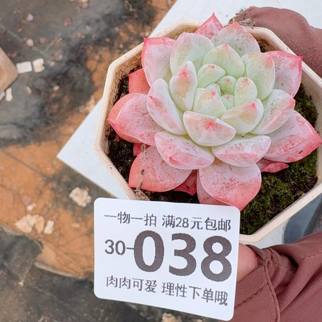 奶芙无盆土发货无盆土发货无盆土无