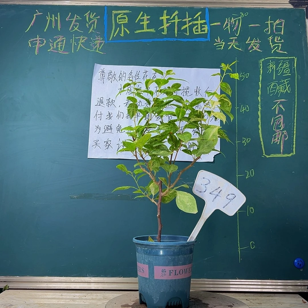 当前无花栽培后可以开花 福利 沙斑女郎 349