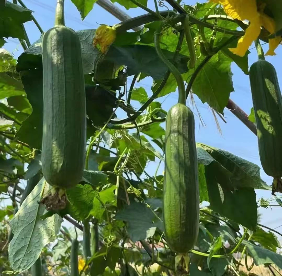 油丝瓜种子油亮丝瓜高产种子早熟特大四季蔬菜种子