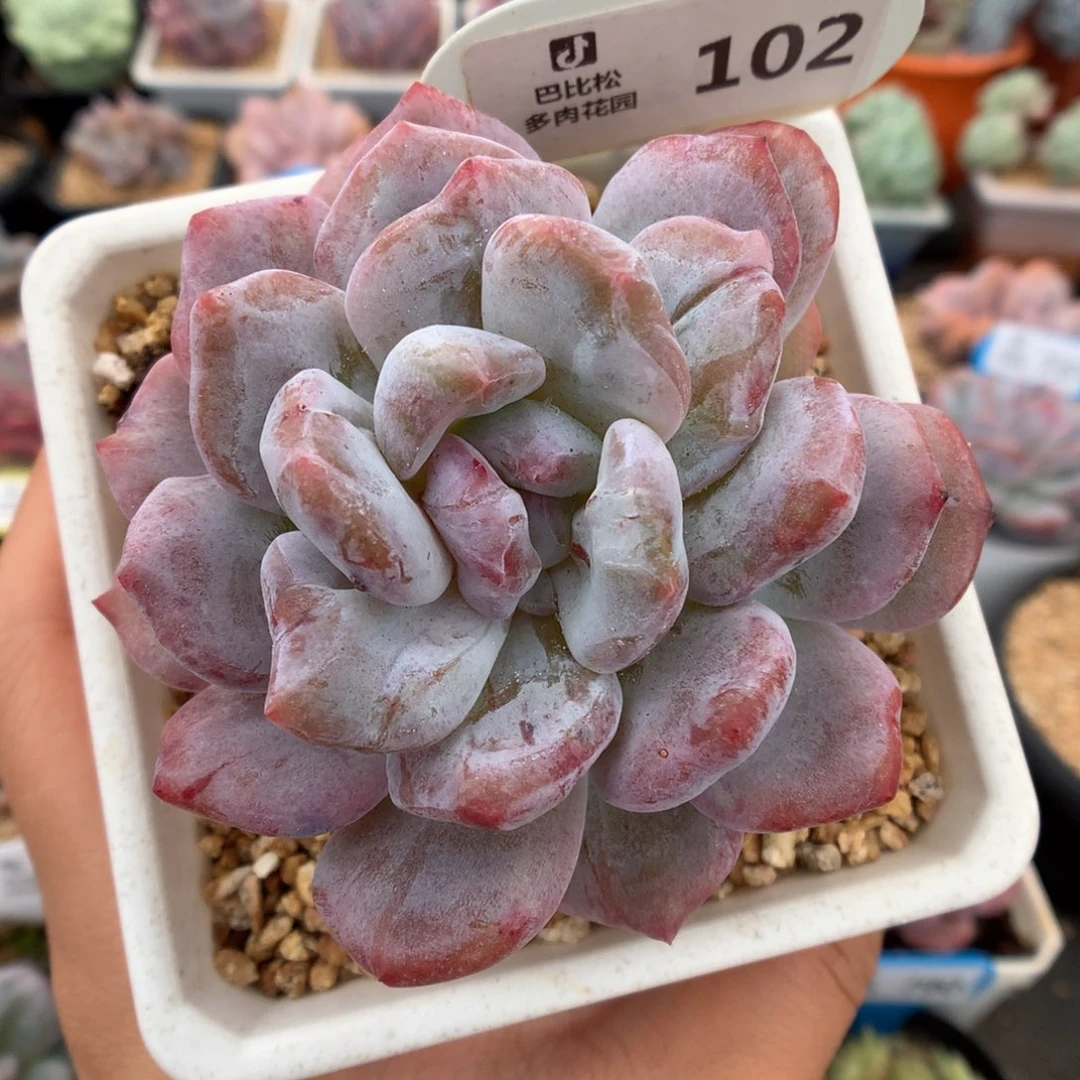 102梦露石化多肉植物