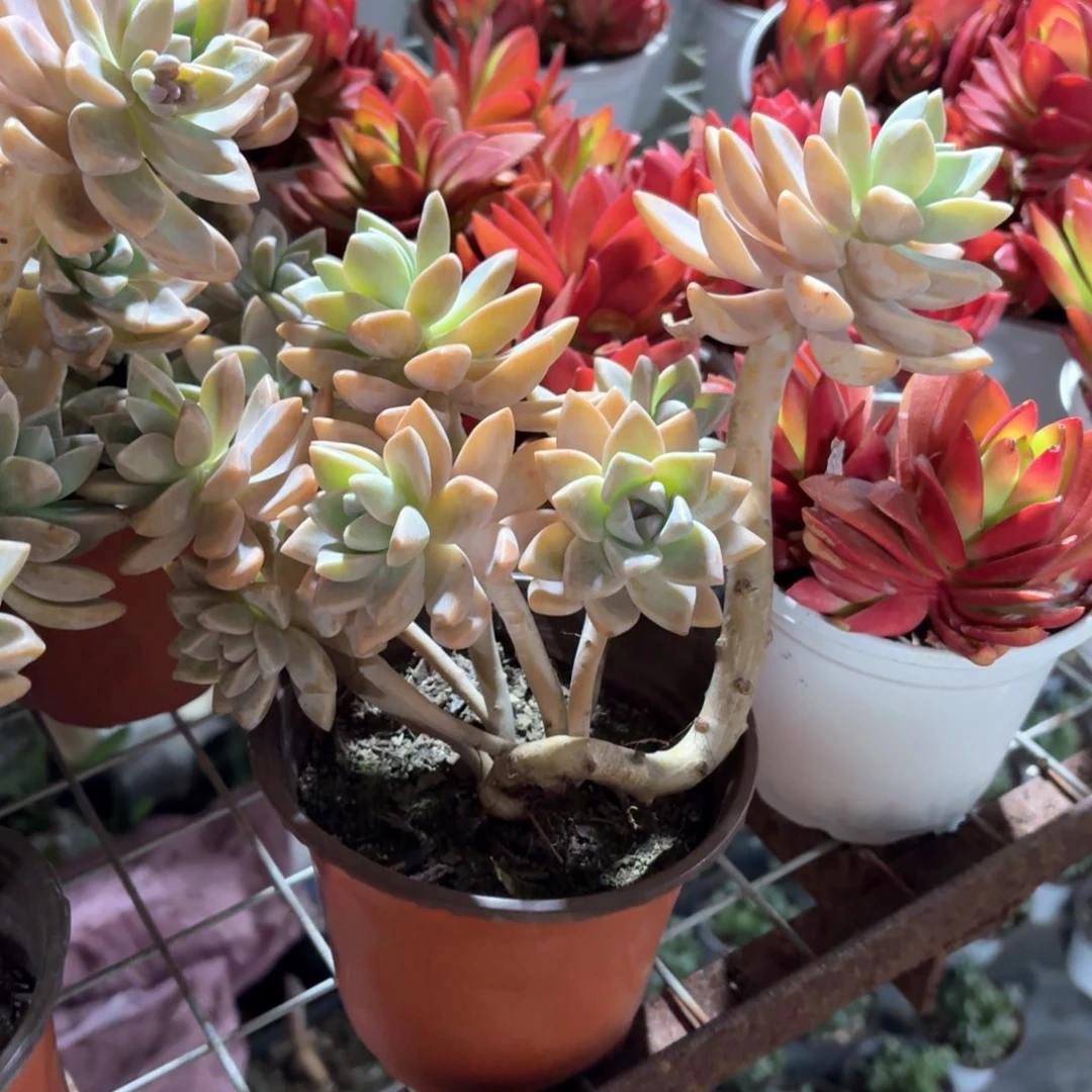 淡雪多肉整群11㎝盆