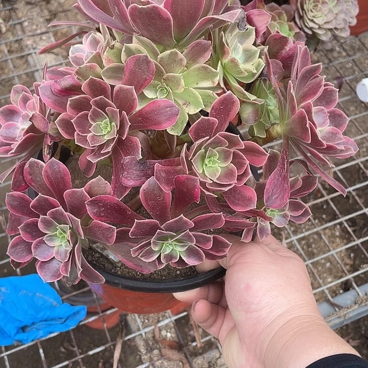 49金丝雀多肉植物法师