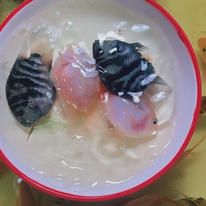 鹦鹉鱼混搭迷你2对