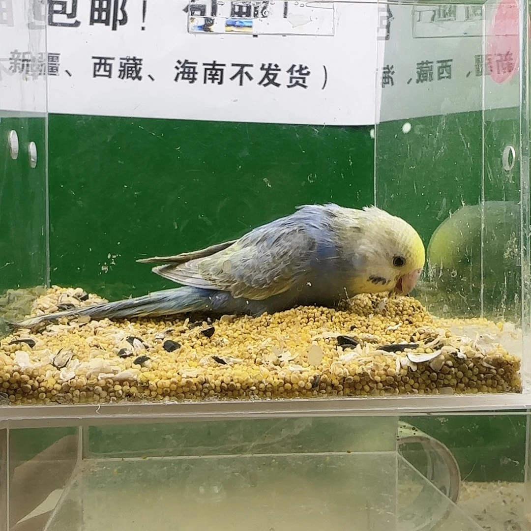 虎皮鹦鹉金彩鹦鹉