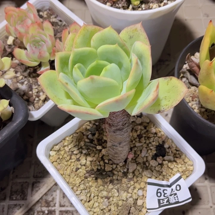 桃花坞0739多肉植物