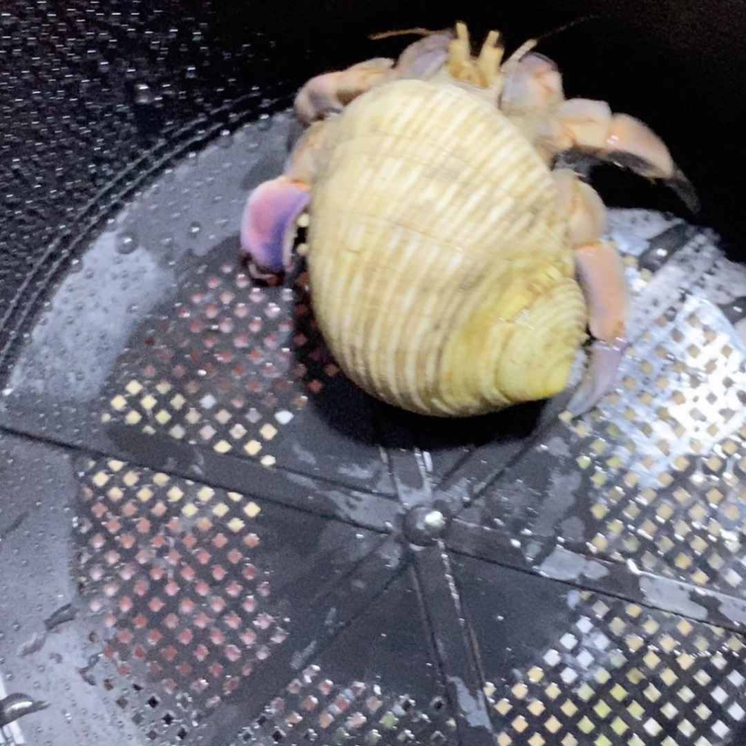 观赏蝎紫陆寄居蟹包邮包邮