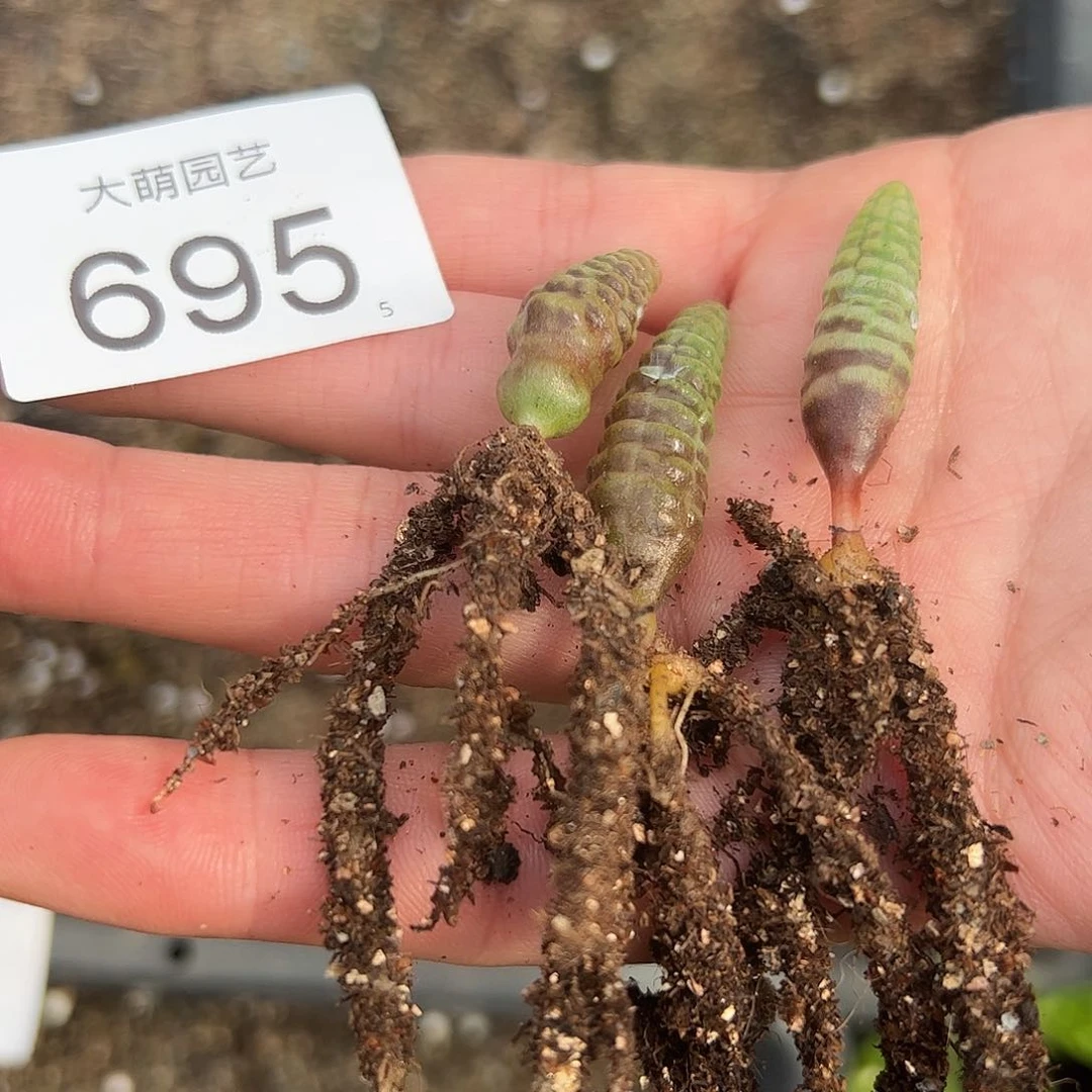 小****0000695一物一拍……