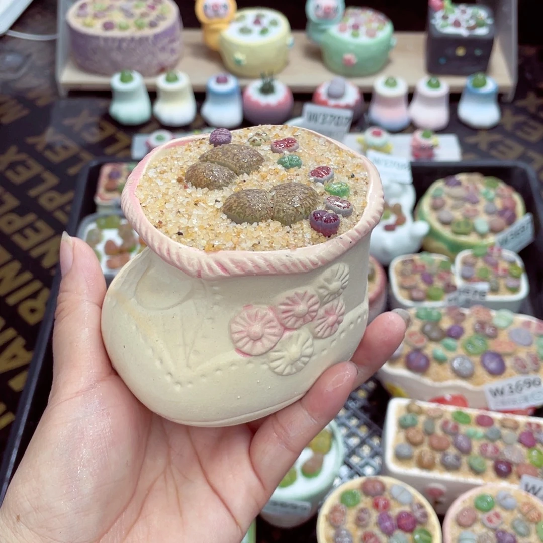 w3712 带盆土发货一物一拍