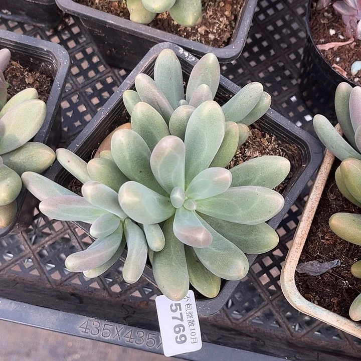 阿雅园艺。        5769奶糖